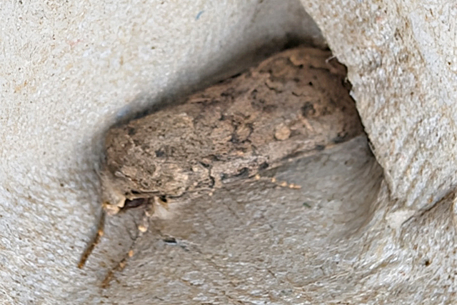 Bruine Grasuil